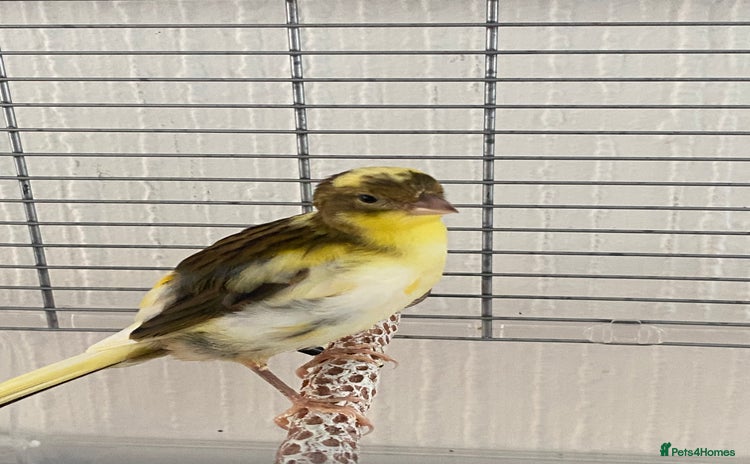 Canaries birds - Advert 1