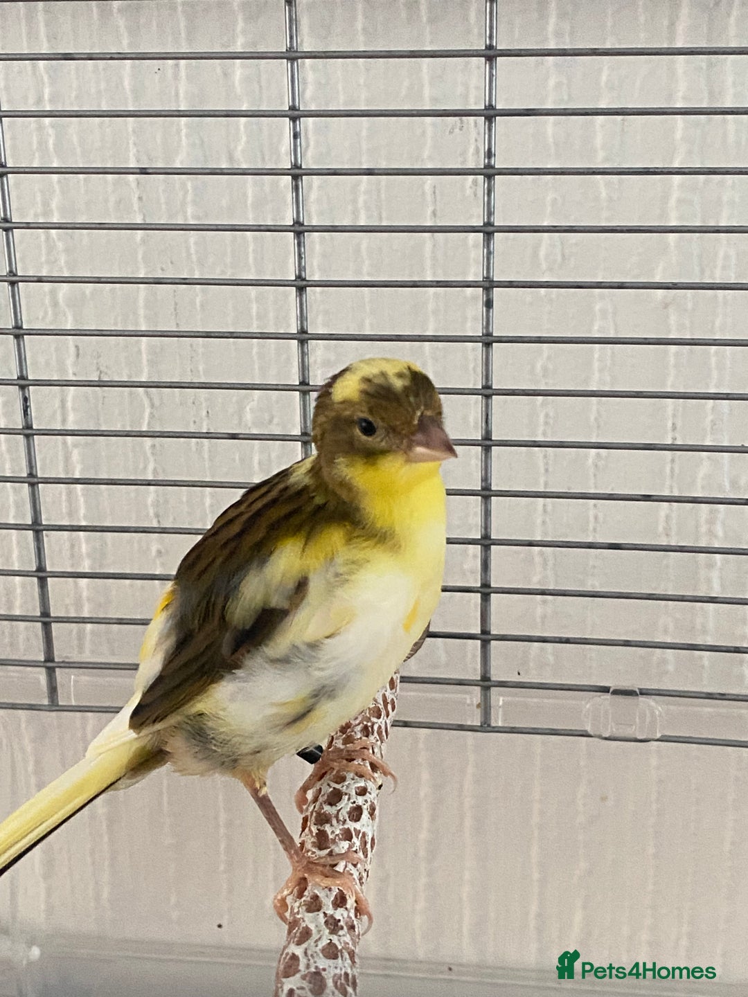 Canaries birds for sale: Fife canary pair for sale  - Image 1