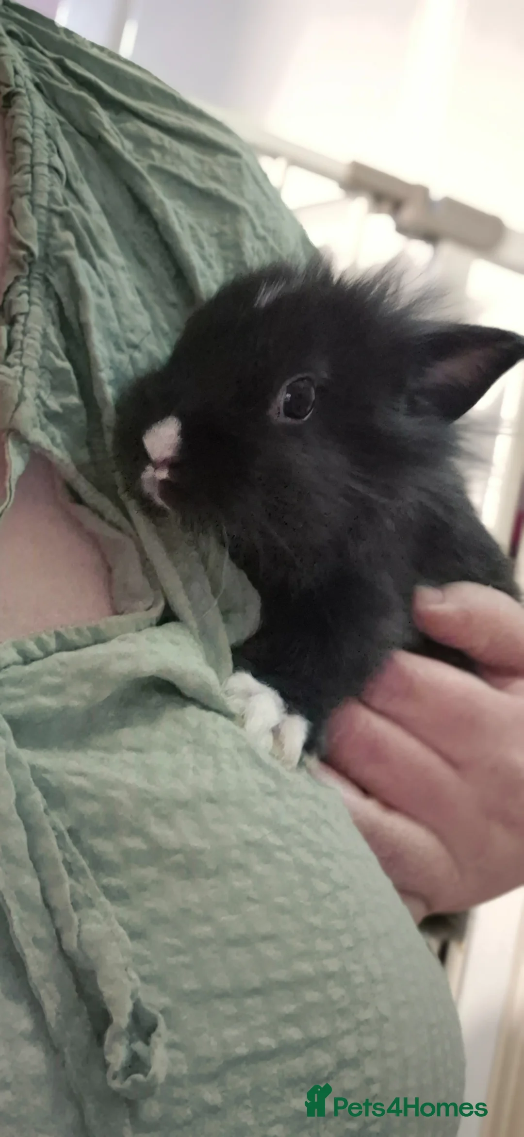 Angora rabbits for sale: Blue eyed Angora cross lionhead mixed lop - Advert 14