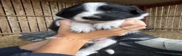 Border Collie dogs for sale: Very Cute Fluffy Border Collie Pups - Advert 34
