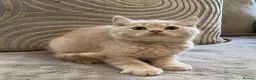 British Shorthair cats for sale: GCCF British Shorthair Kittens  in Southampton - Advert 10