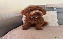 Miniature Poodle dogs for stud: Miniature Poodle Stud  - Image 3
