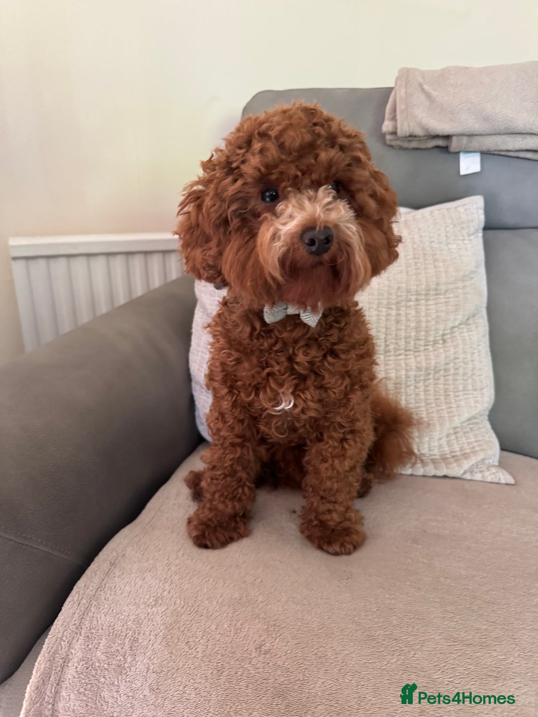 Miniature Poodle dogs for stud: Miniature Poodle Stud  - Image 3