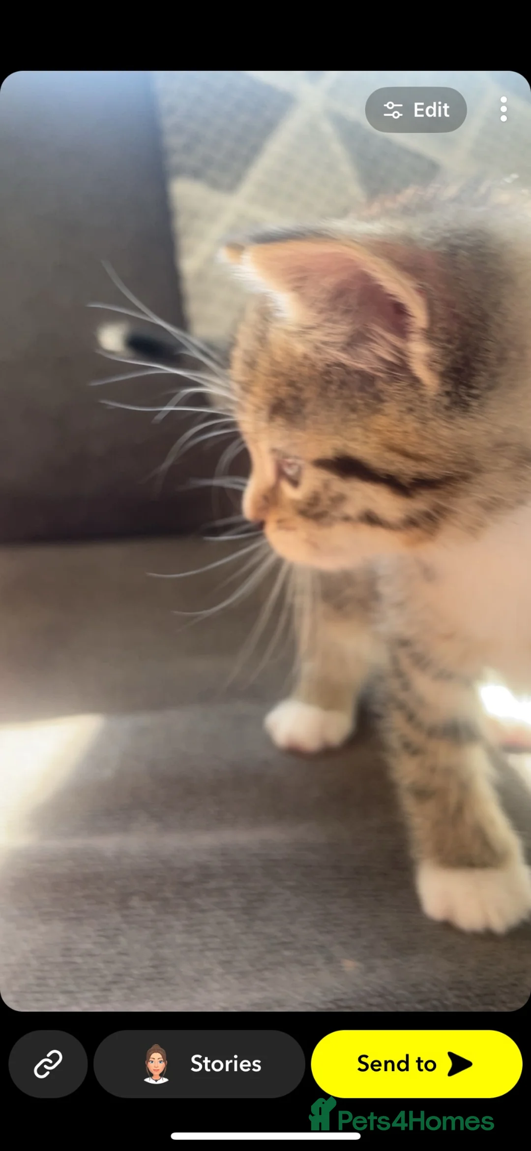 Mixed Breed cats for sale: Five beautiful kitten 3 girls 2 boys - Advert 2