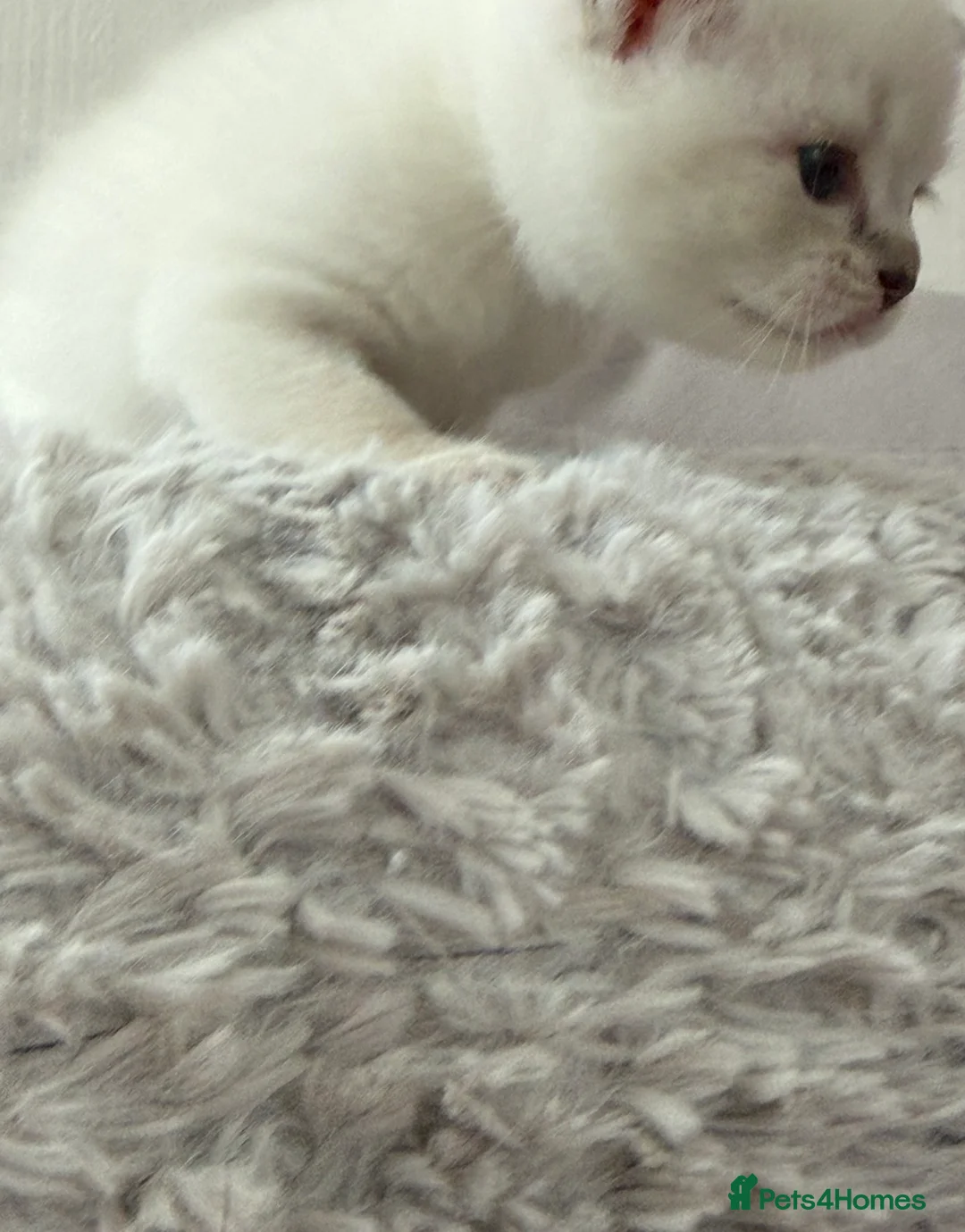 British Shorthair cats for sale: 5 gorgeous British short hair with blue eyes  - Advert 2