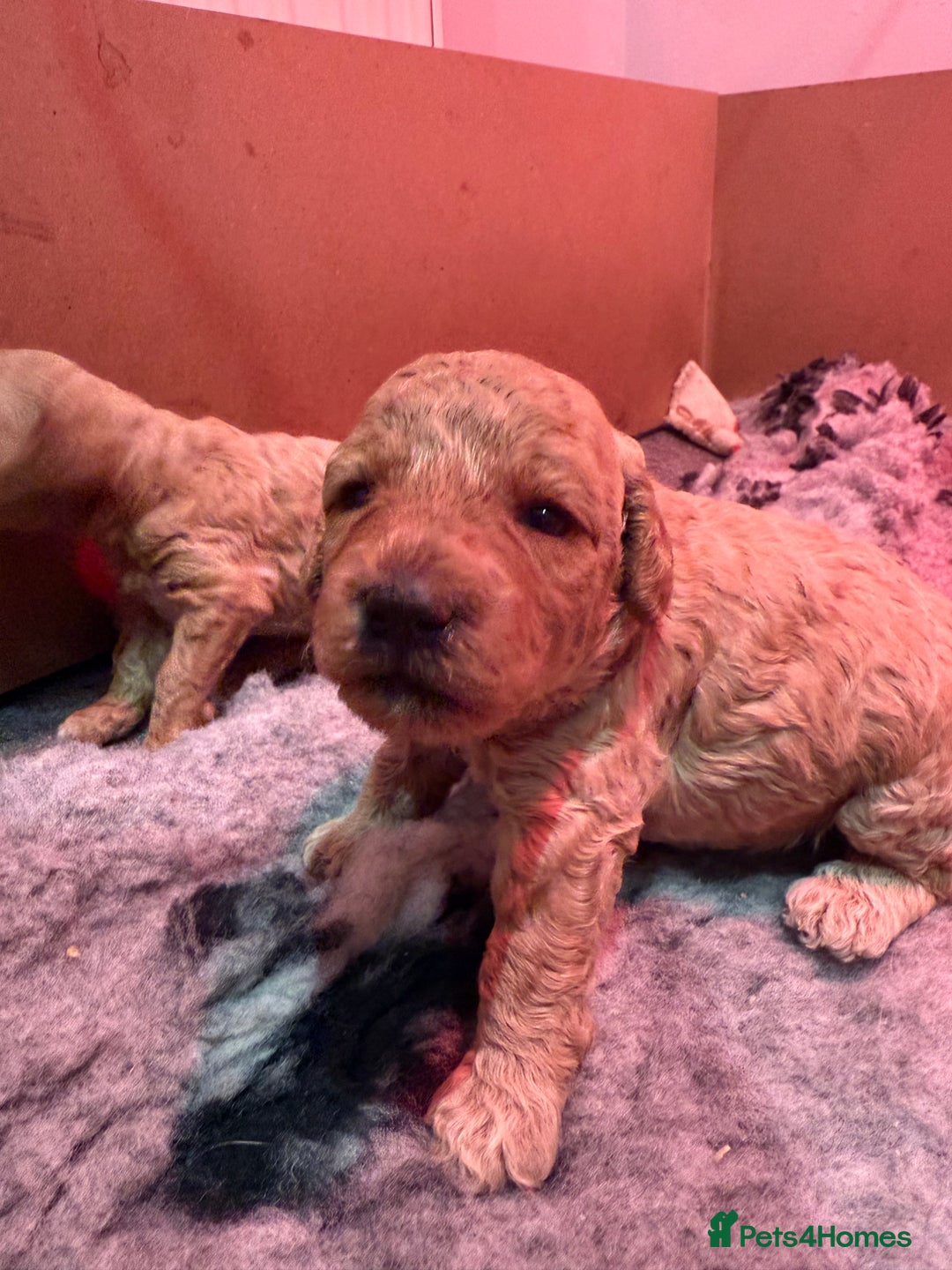 Miniature Poodle dogs for sale: Miniature poodle puppies ready now  - Image 20