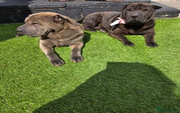 Shar Pei dogs for sale: 2 lovely shar pei looking for new home - Image 5