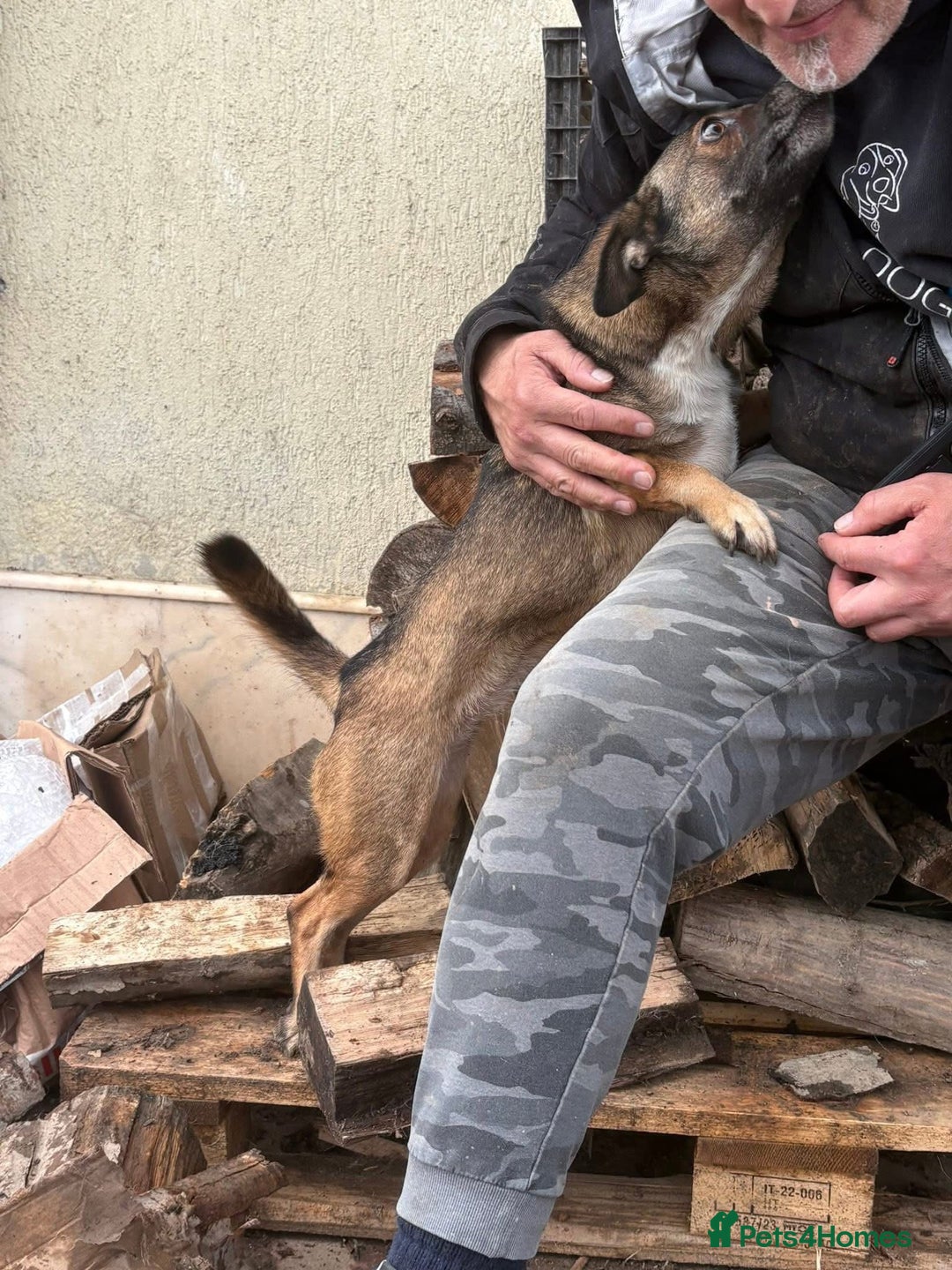 Mixed Breed dogs for adoption: Lindy - Norwich Norfolk  - Advert 7