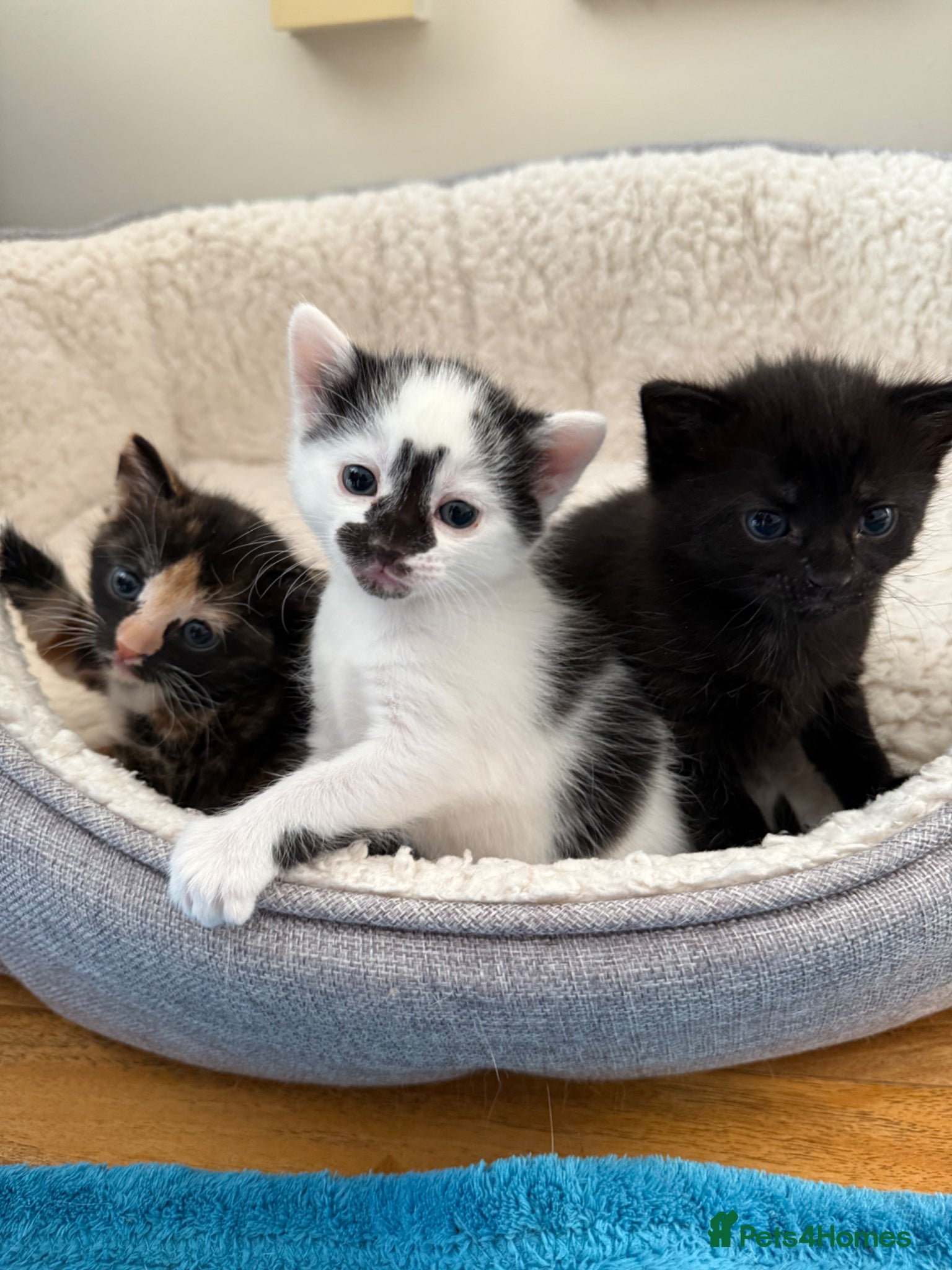 Mixed Breed cats Beautiful Kittens for Sale - Advert 3