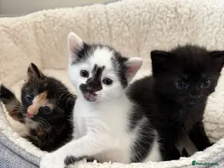 Mixed Breed cats Beautiful Kittens for Sale - Advert 3