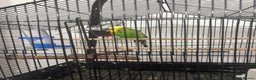 Budgerigars birds for sale: Cage whit 2 budgerigars - Advert 1