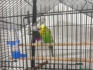 Budgerigars birds Cage whit 2 budgerigars - Advert 2