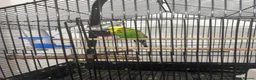 Budgerigars birds for sale: Cage whit 2 budgerigars - Advert 1