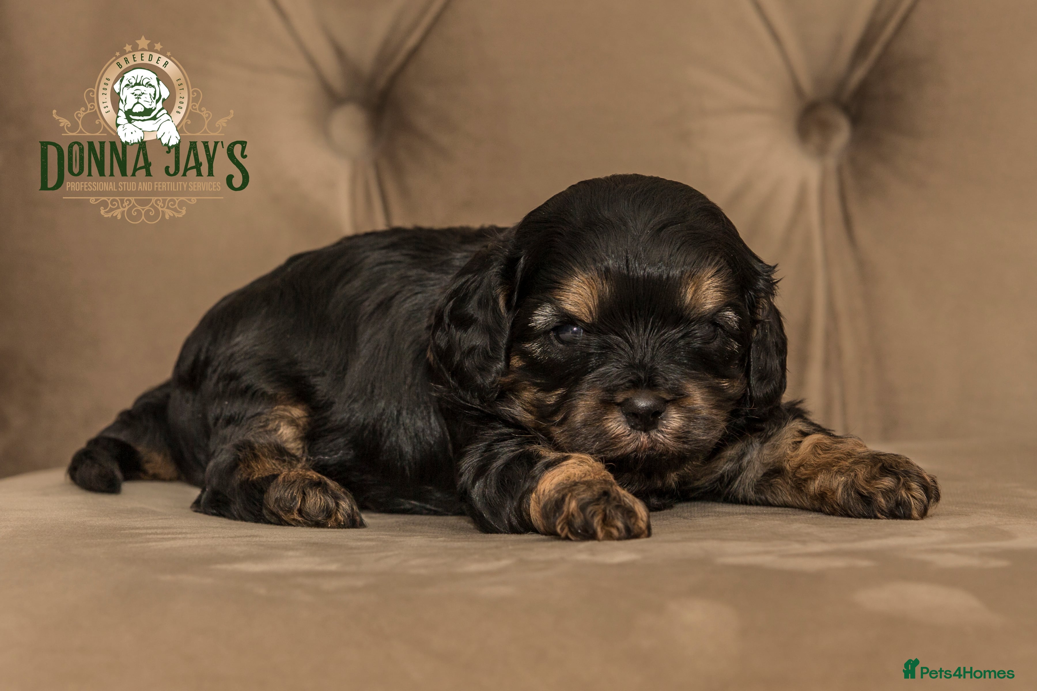 Cavapoo dogs Donna jays celebrity k9s 🌟🌟🌟🌟🌟  - Advert 1