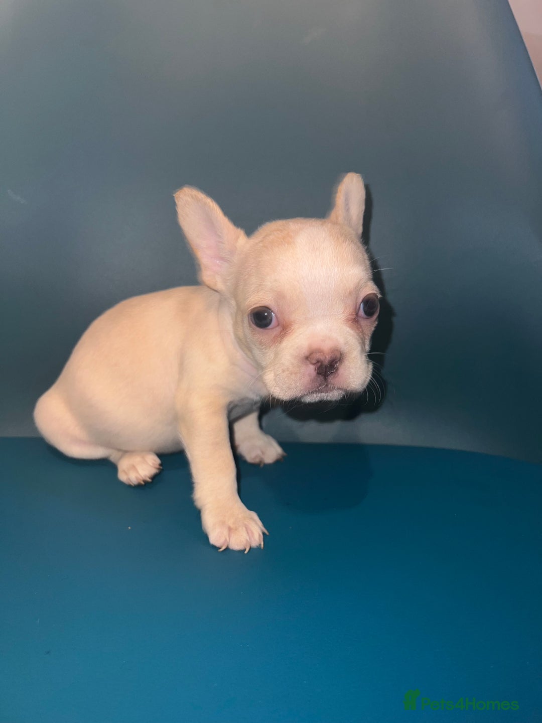 French Bulldog dogs for sale: French Bulldogs - Advert 13