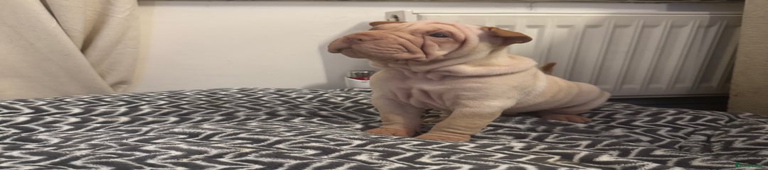Shar Pei Puppy 1