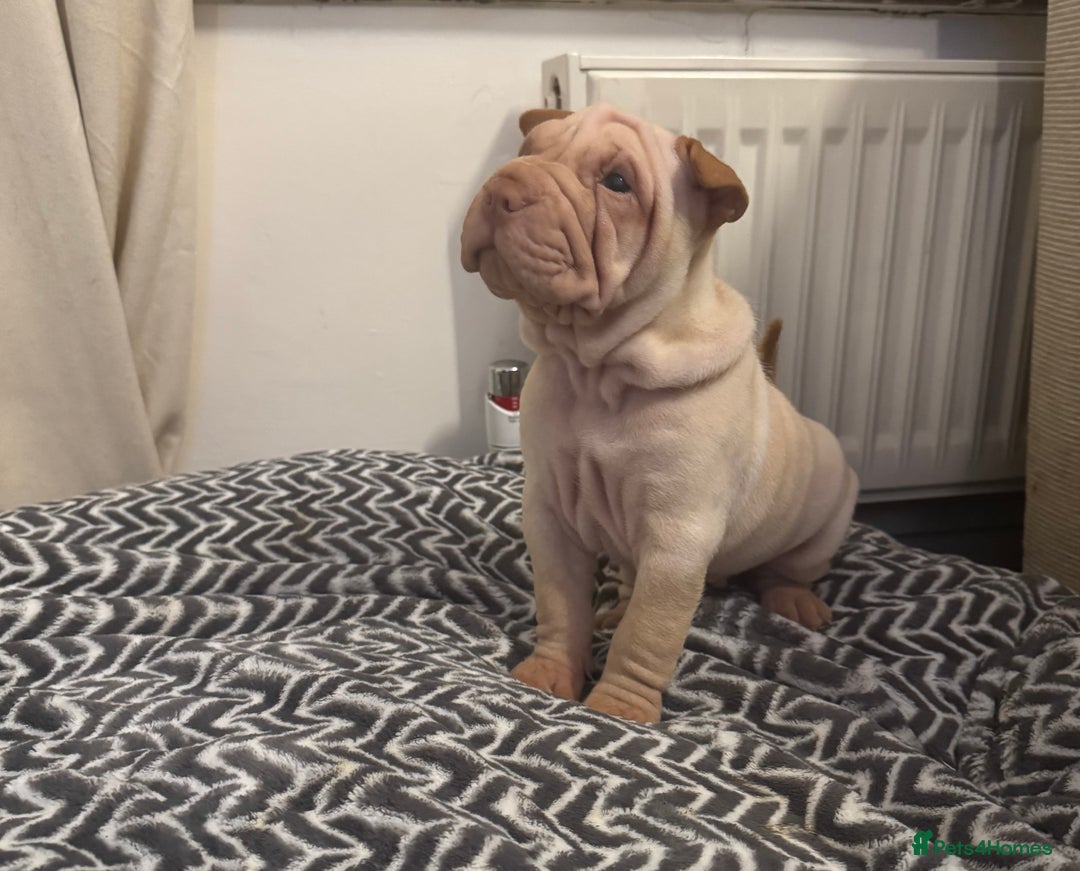 Shar Pei dogs for sale: Sharpei Puppies available  - Image 10