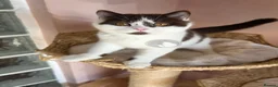 British Shorthair cats for sale: GCCF chunky British shorthair kittens - Advert 6