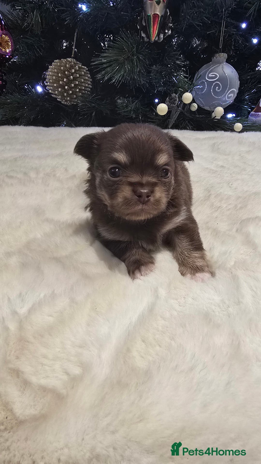 Chihuahua dogs for sale: Chihuahua puppies Russian ancestry with perfect bo - Advert 8