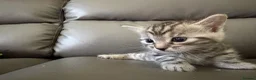 Bengal cats for sale: Bengal Cross - 2 ginger - One Black - One Grey  - Advert 25