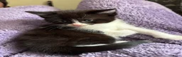Ragdoll cats for sale: Beautiful Ragdoll Tuxedo Mix Kittens 🐾 - Advert 9