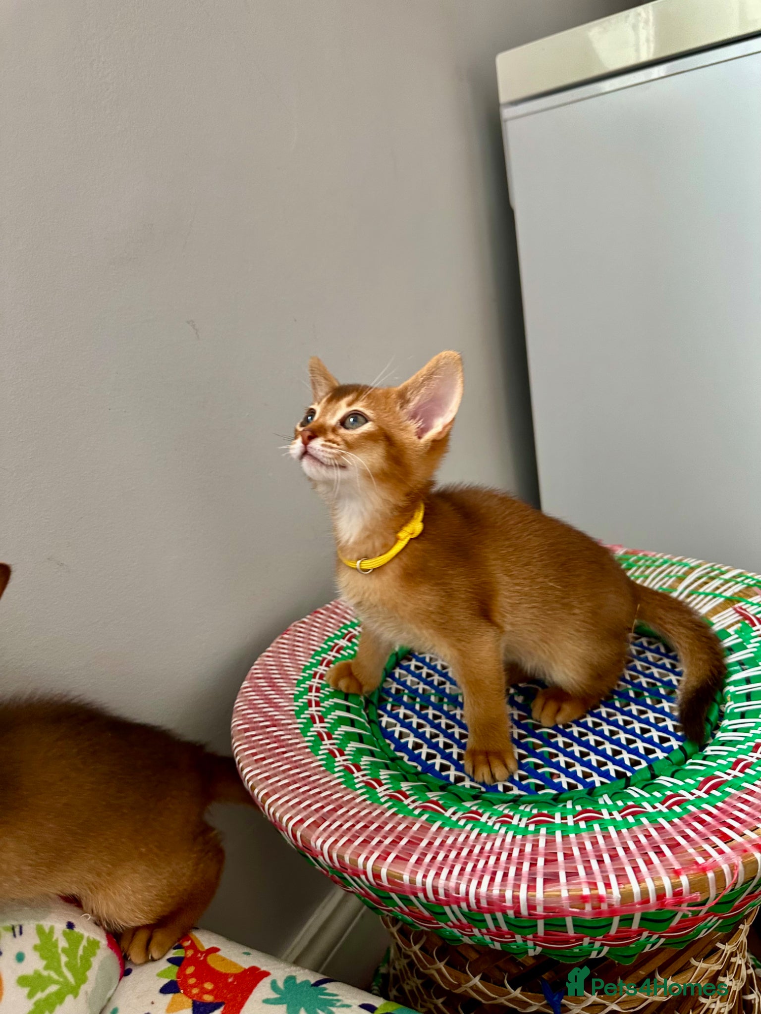 Abyssinian Kitten 3
