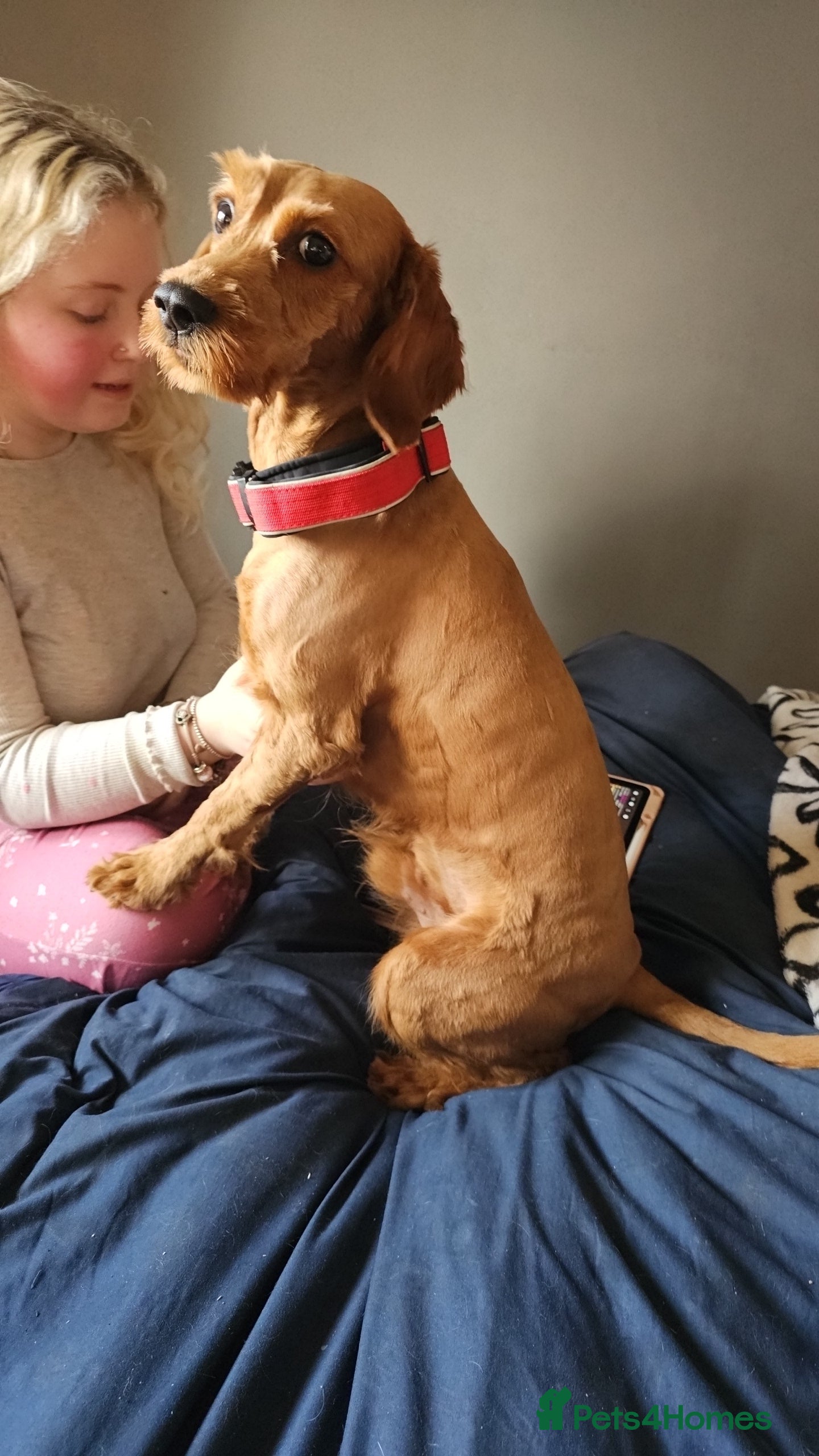 Cockapoo dogs F1 Fox Red Cockapoo - Advert 1