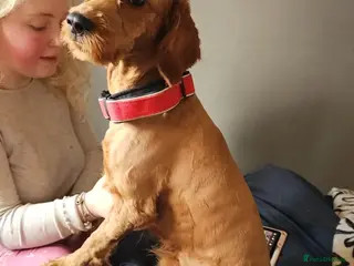 Cockapoo dogs F1 Fox Red Cockapoo - Advert 1