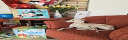 Italian Greyhound dogs for stud: KC registred Italian Greyhound proven for studding in Bristol - Advert 7