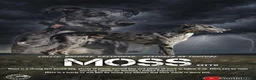 Lurcher dogs for stud: Collie Whippet Greyhound - Moss For Stud - Advert 2