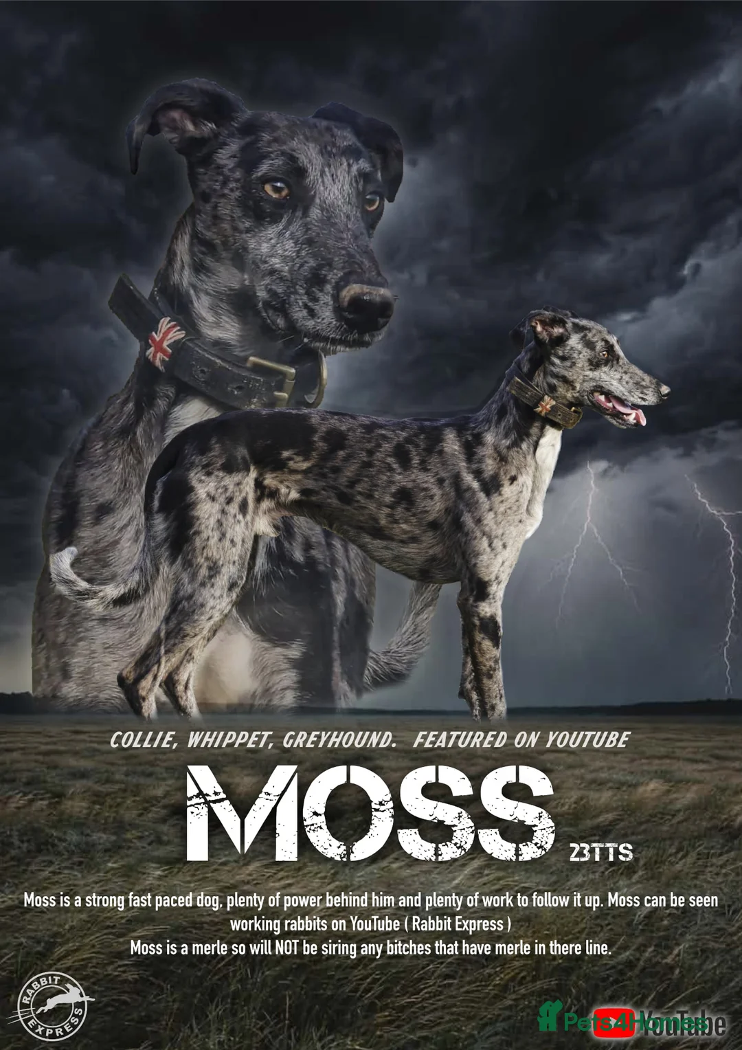 Lurcher dogs for stud: Collie Whippet Greyhound - Moss For Stud - Advert 2