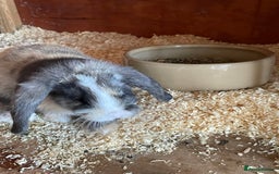 Mini Lop rabbits for sale: Beautiful mini lops - Image 11