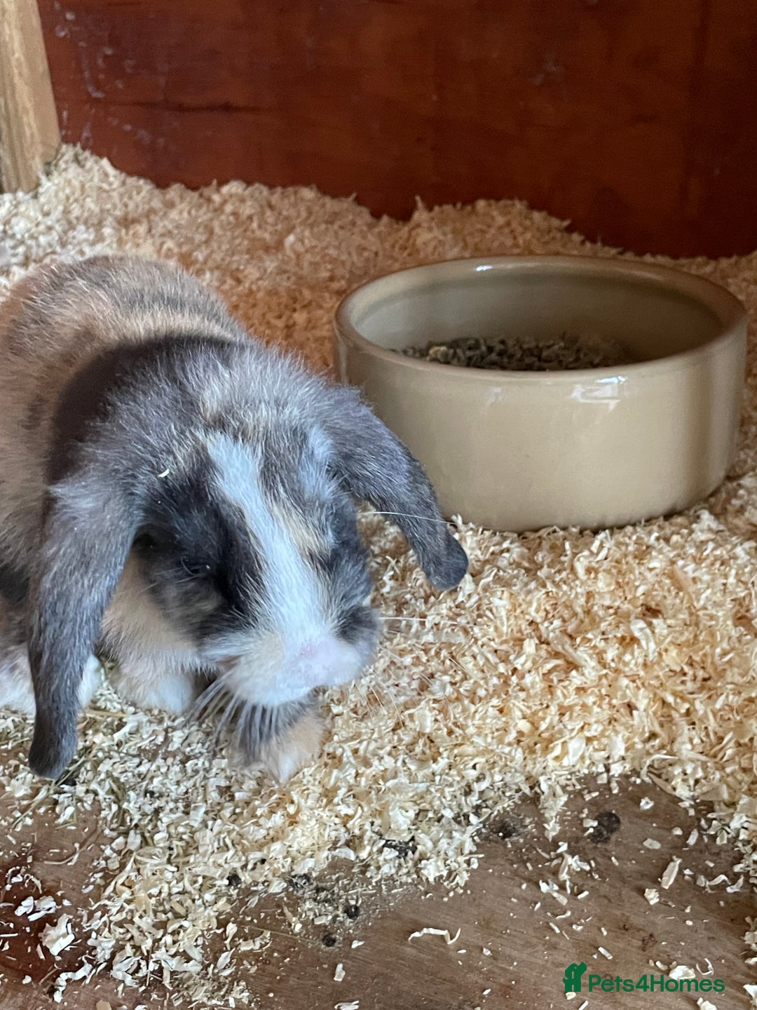Mini Lop rabbits for sale: Beautiful mini lops - Image 11
