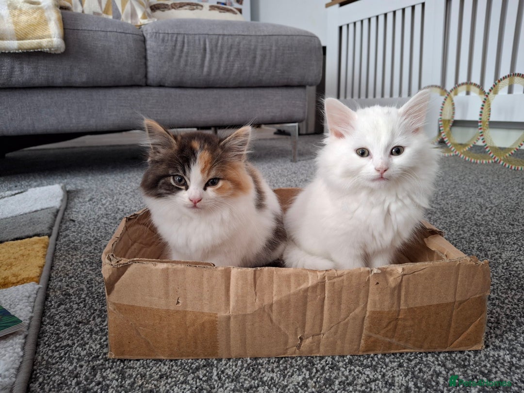Turkish Angora cats for sale: Beautiful Turkish Angora Calico Female Kitten - Image 10