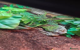 Leopard Gecko reptiles for sale: Leopard gecko  - Image 5