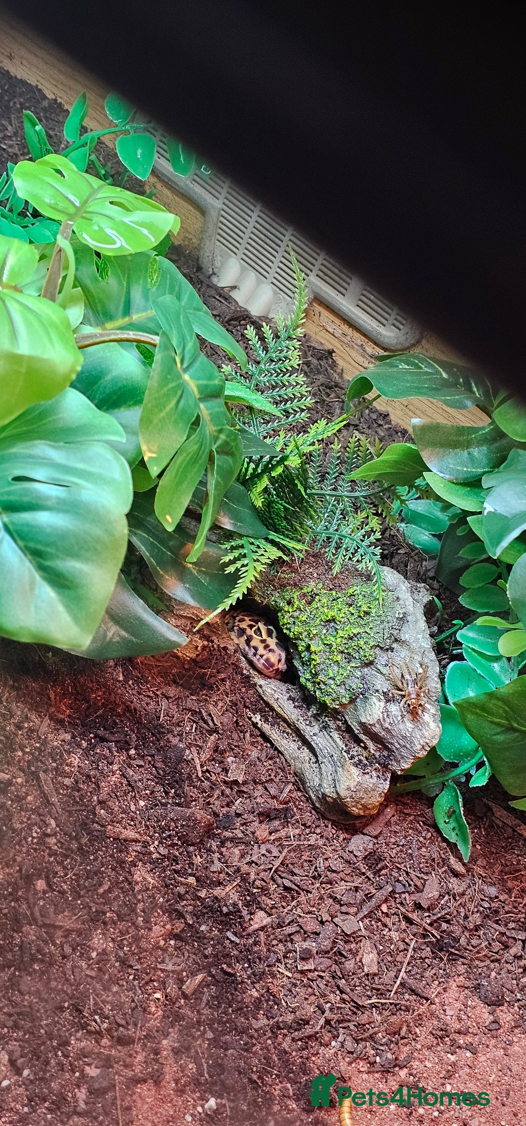 Leopard Gecko reptiles for sale: Leopard gecko  - Image 5