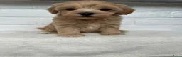 Maltipoo dogs for sale:  **  Maltipoo puppy’s  in Swanley - Advert 24
