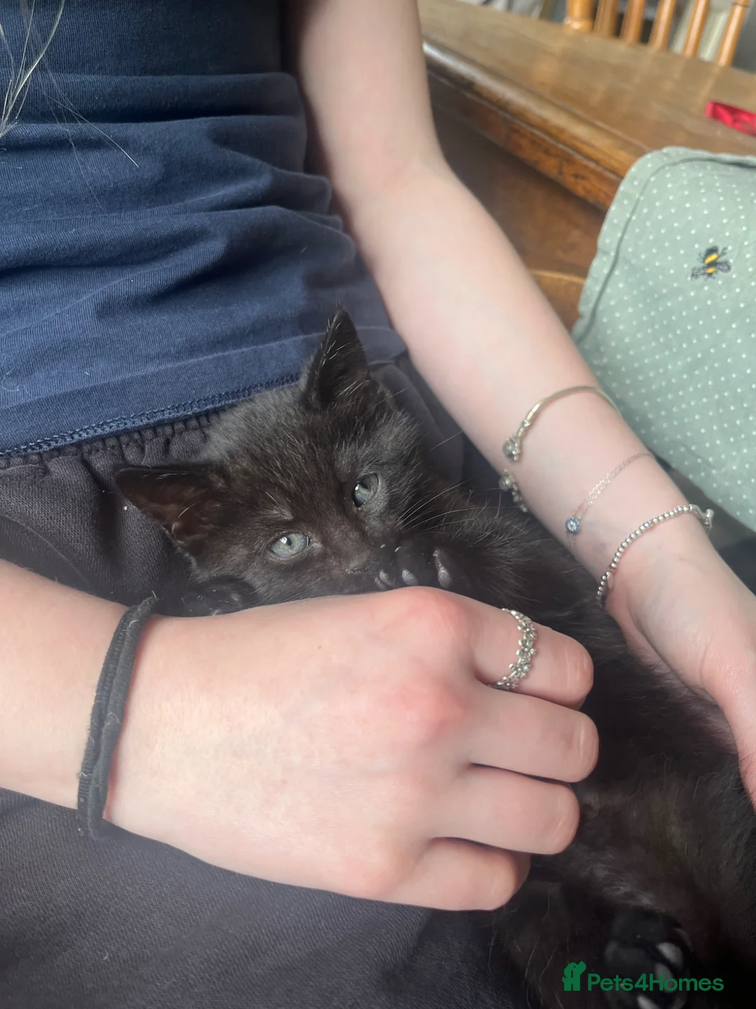 Mixed Breed cats for sale: one beautiful kitten available  - Advert 2
