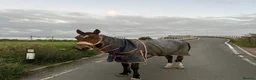 Other Breed horses for sale: Welsh part breed mare 15h - Advert 13