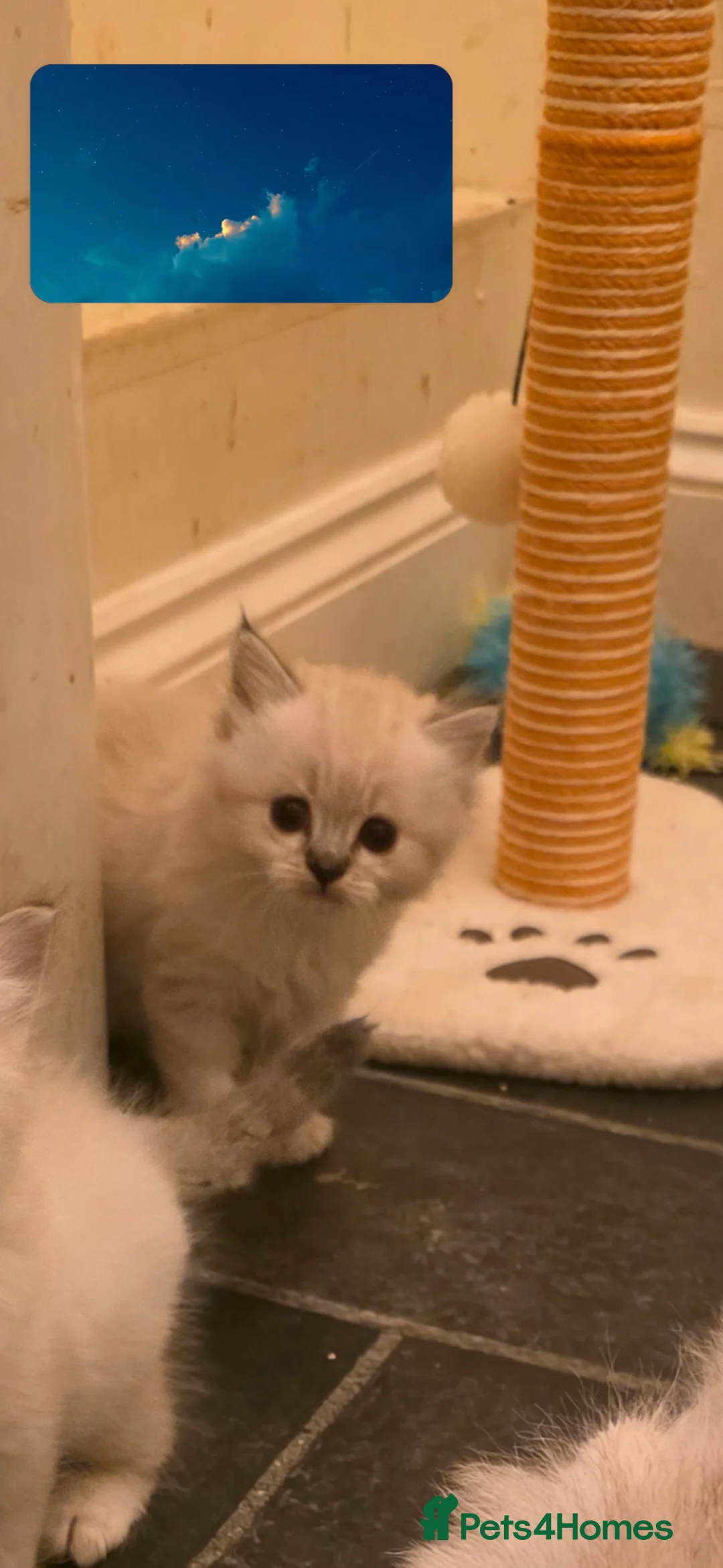 Persian cats for sale: Persain chinchilla  colourpoint kittens for sale  - Advert 2