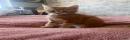 Domestic Shorthair cats for sale: 2 Cute Kittens! in London - Advert 4