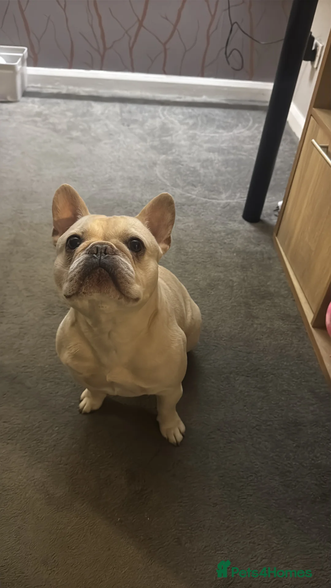 French Bulldog dogs for stud: French bulldog for STUD - Advert 3