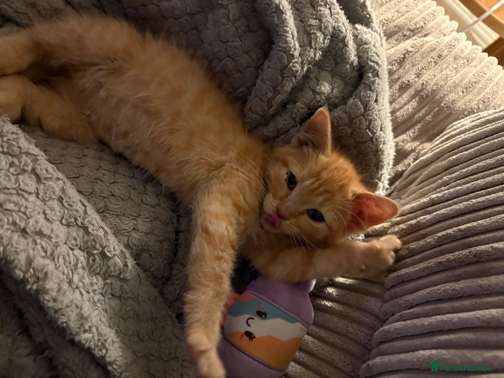Mixed Breed cats Ginger boy for rehoming  - Advert 2