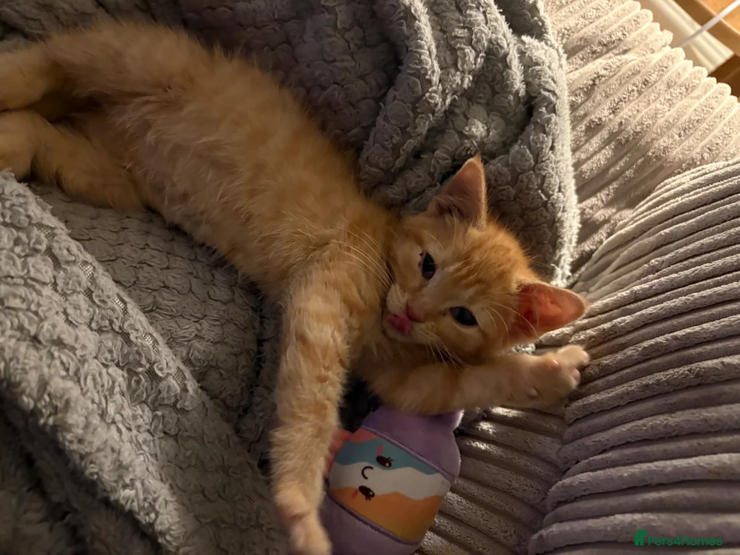 Mixed Breed cats for sale: Ginger boy for rehoming  in Portsmouth - Advert 1