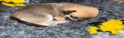 Chihuahua dogs for sale: Smooth coat chihuahua puppies  - Advert 37