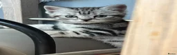 British Shorthair cats for sale: British Shorthair Classic Silver Tabby/Spotted - Advert 6