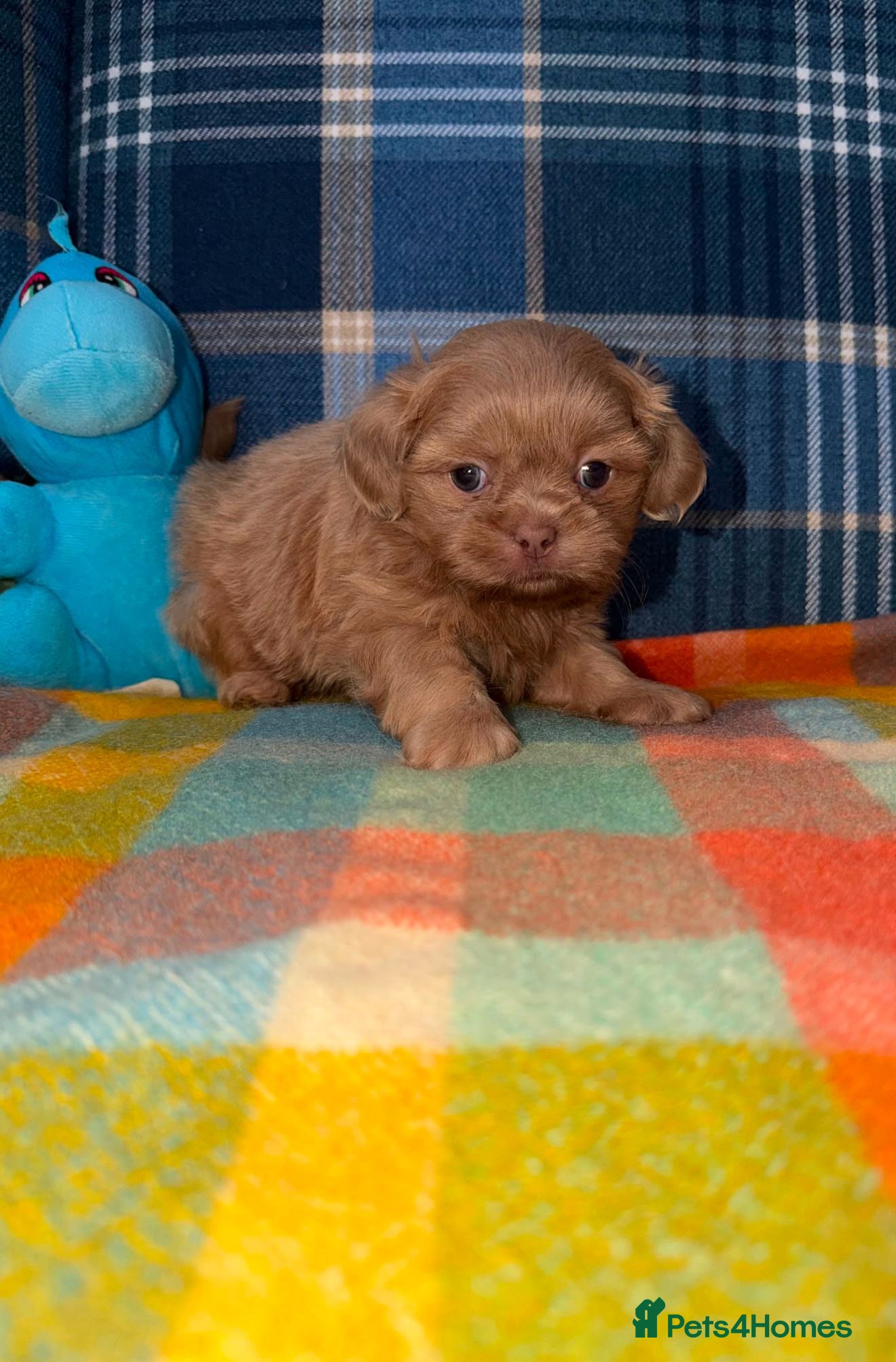 Shih Tzu dogs Stunning KC Shih Tzu Puppies  - Advert 1