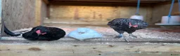 Chickens poultry for sale: Cuckoo maran rooster,Lucky in Yeovil - Advert 3