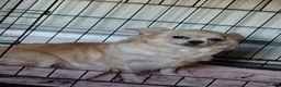 Chihuahua dogs for sale: Chihuahua pups in Ashington - Advert 2