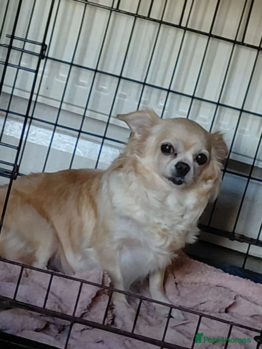 Chihuahua dogs for sale: Chihuahua pups in Ashington - Advert 2